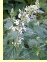 ,    (Melissa officinalis L.)